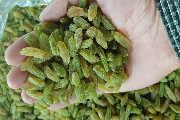 خرید انواع کشمش سبز اعلا + قیمت